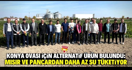 Konya Ovası için az su tüketen alternatif ürün bulundu!